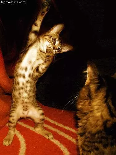 Jump Shot