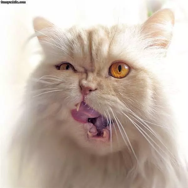 Licking