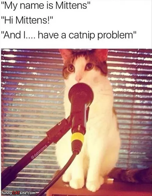 Hi My Name Is Mittens