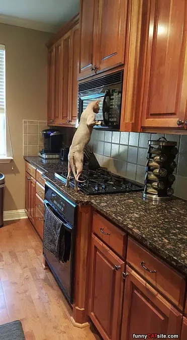 Are My Snacks Ready