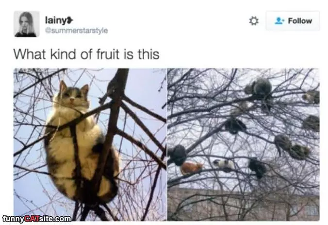 What Kind Of Fruit Is This