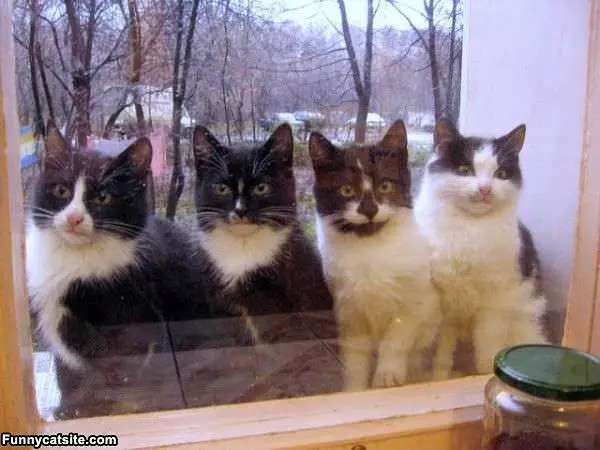 Let Us In
