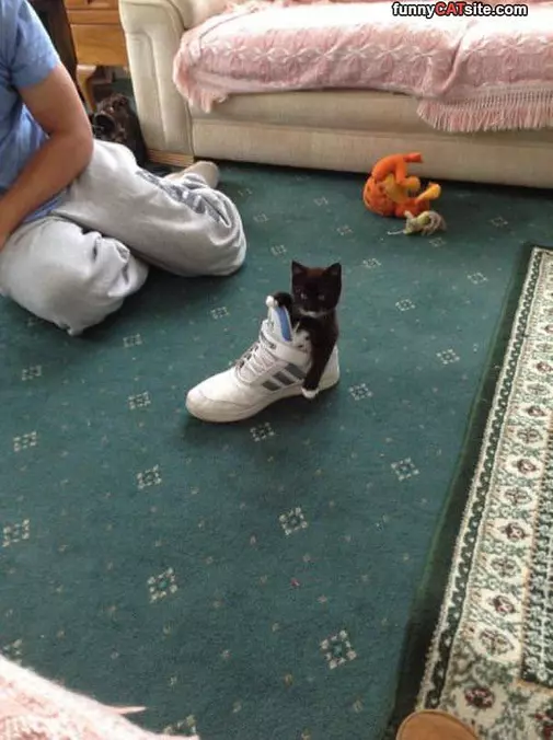 I Have A High Top