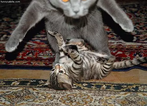 Pouncing Cats