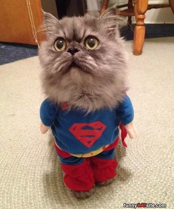 The Supercat