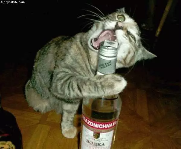Stoli Cat