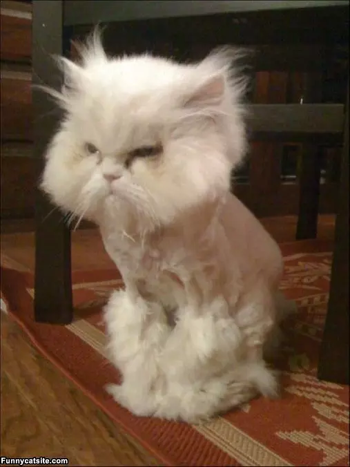 Scruffy Head