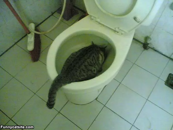 Sushi The Cat