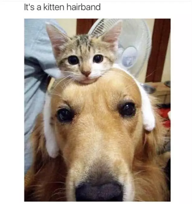 A Kitten Hairband