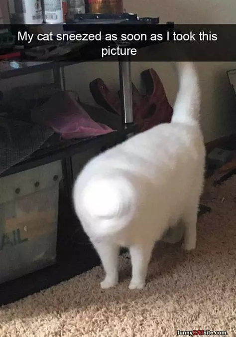 Sneeze Drill Cat