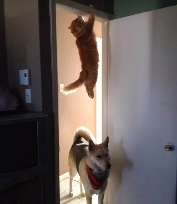 Hiding From The Dog