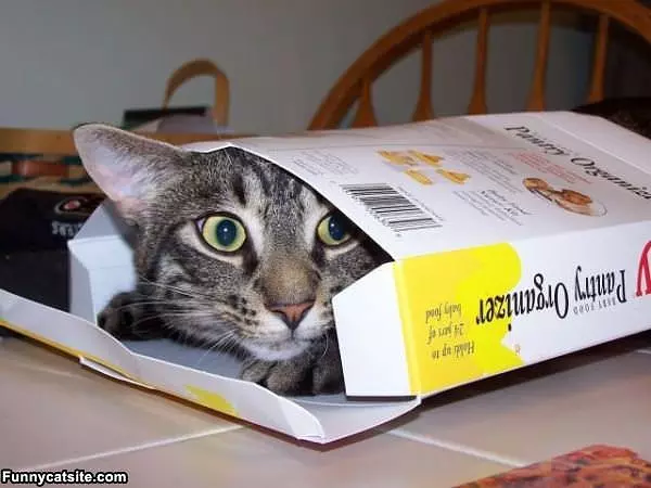 I Fit Perfectly