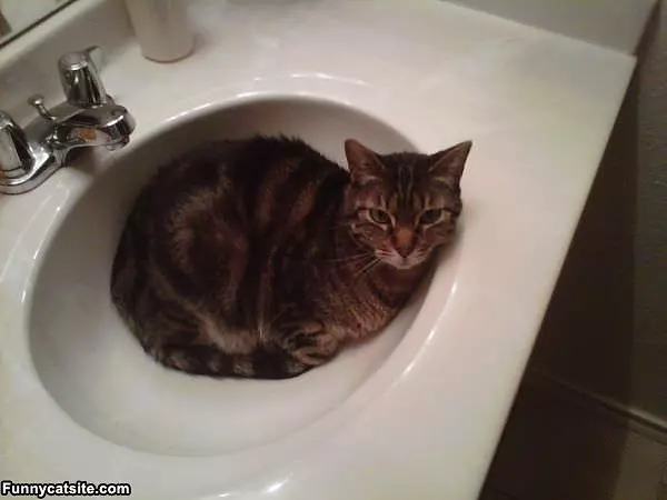 This Is My Sink