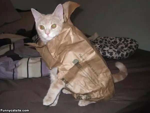 I Am Super Kitten