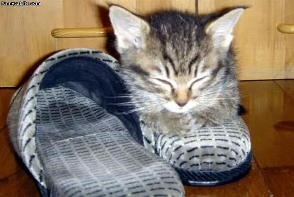 Slipper Nap