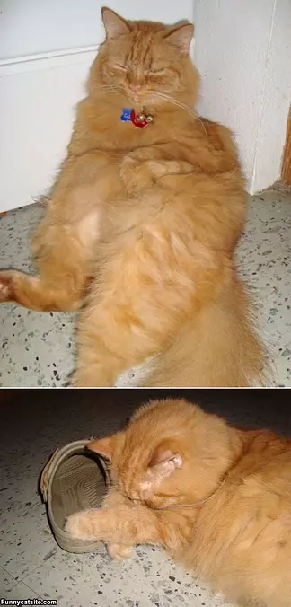 Cute And Tired Cat