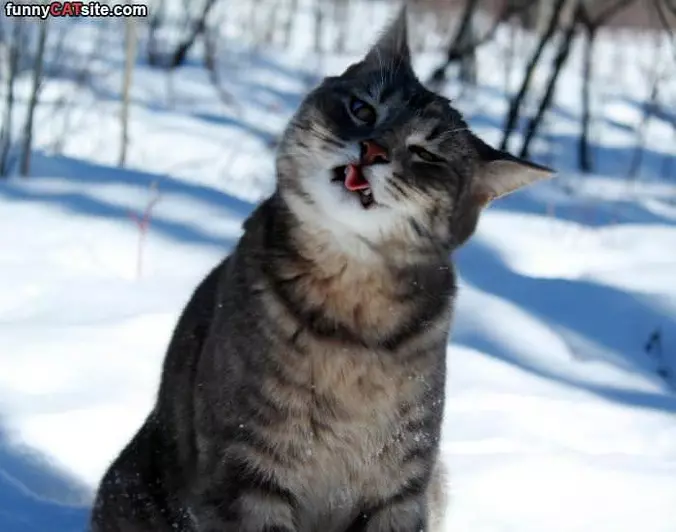 Eating Snowflakes