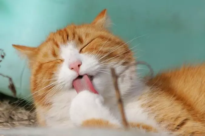 Lick It Up Here