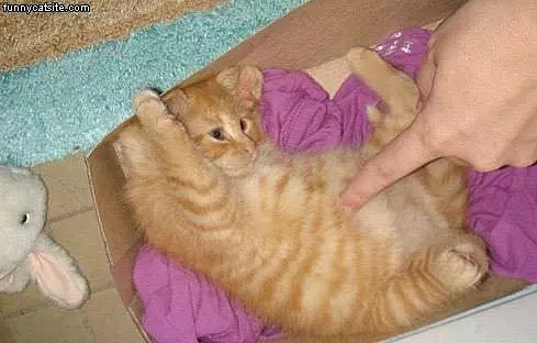 Playful Little Guy
