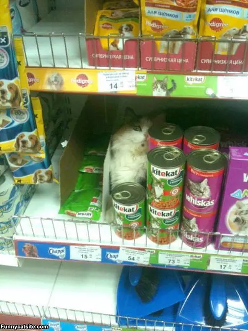 Nobody Will Find Me Here
