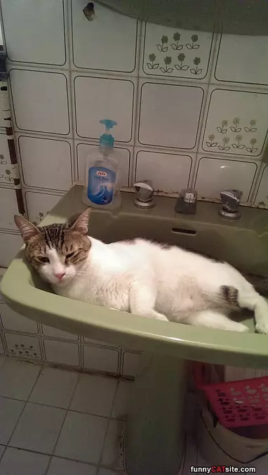 Cats New Bed