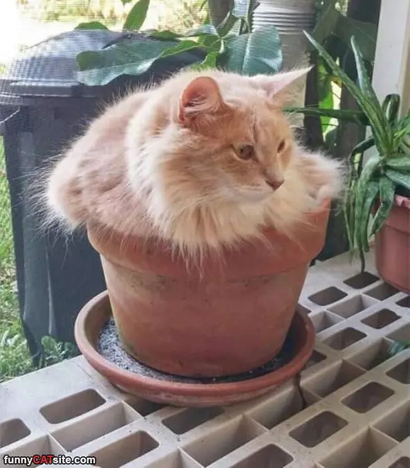 Potted Cat