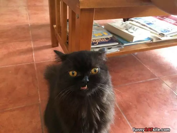 My Derp Face