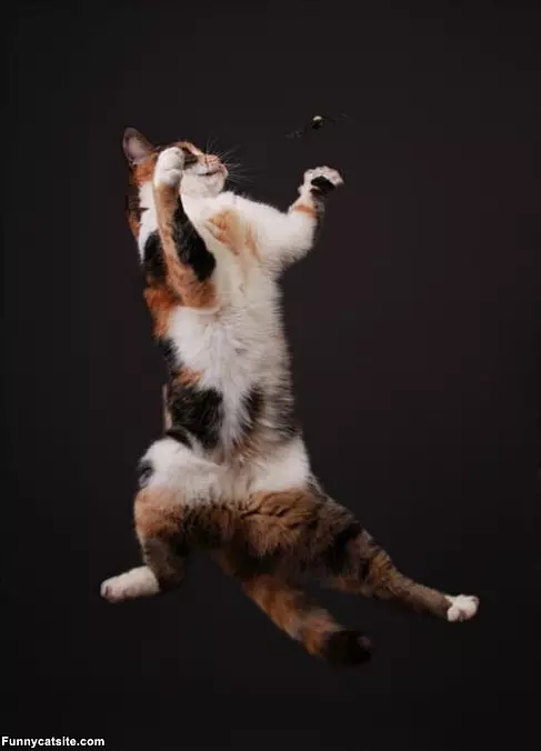 I Can Catch It