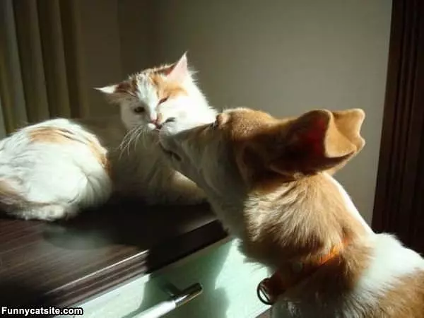 Please Dont Kiss Me Dog