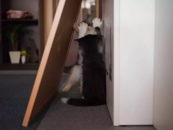 High Fives