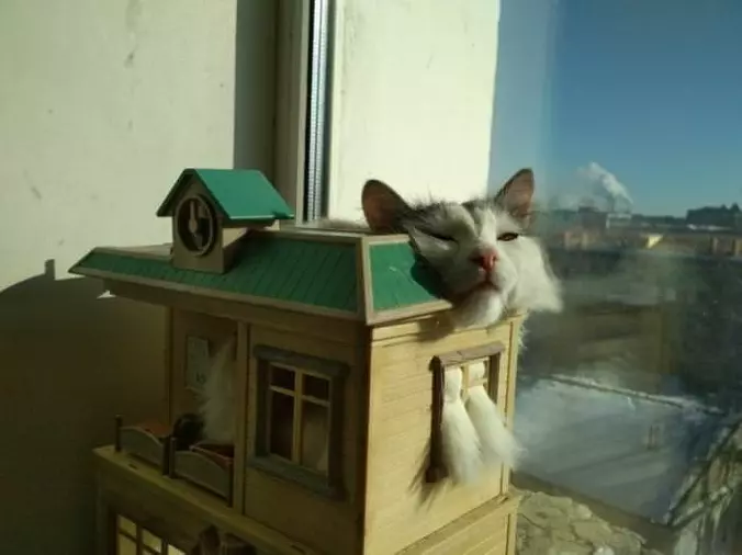 I Am In A Cat House