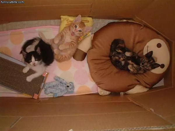 Bunch Of Kittens