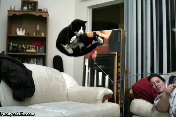 I Will Get That Feather