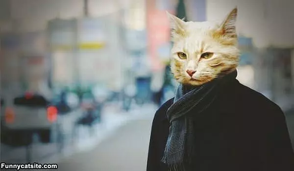 All Dressed Up