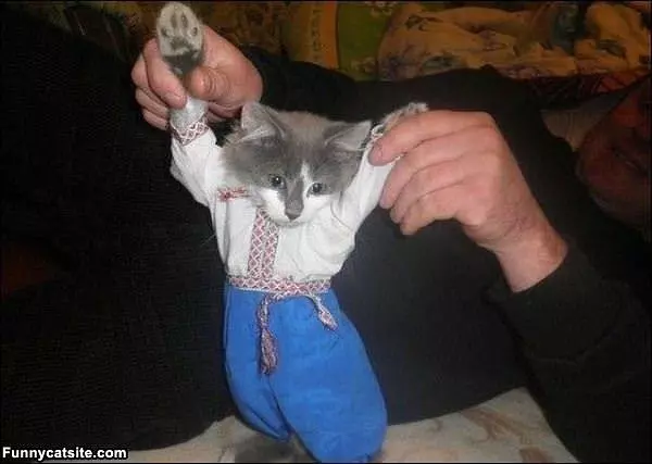 Kozak Cat