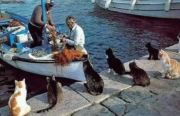 Cat Smells Fish