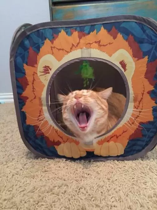 Meoooooow
