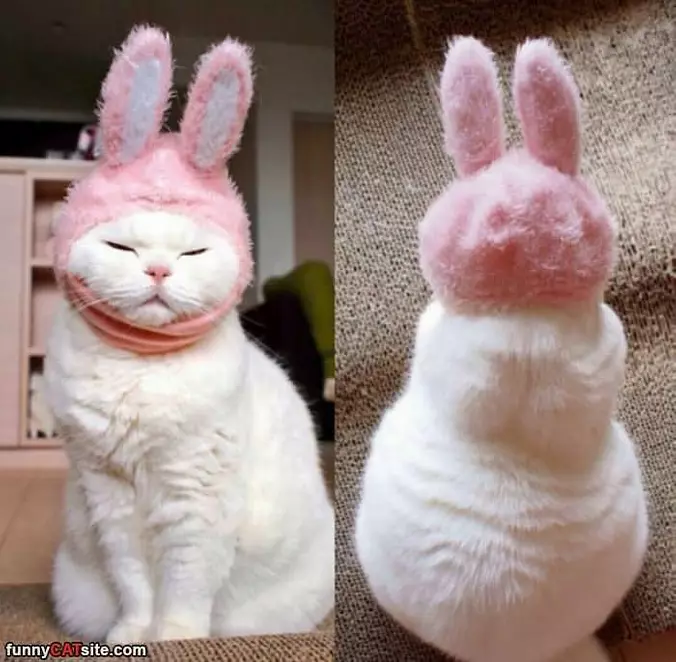 I Am A Bunny