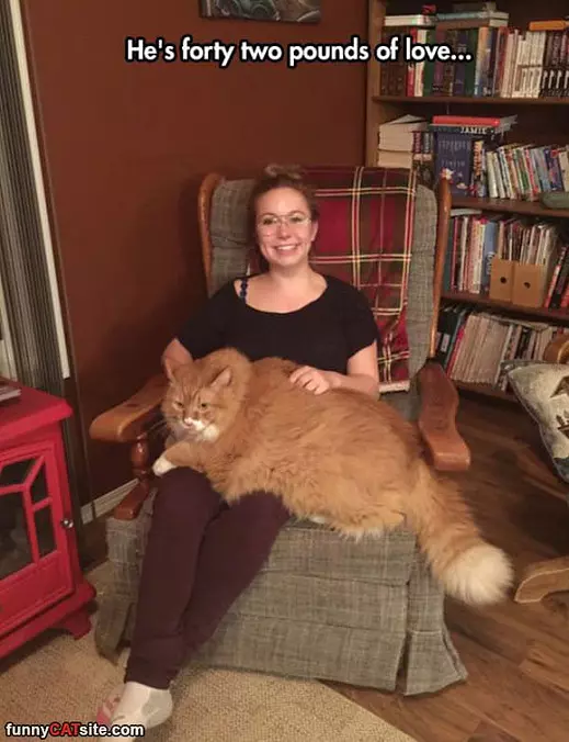 42 Lb Cat
