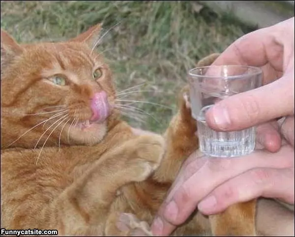 Ill Have Another
