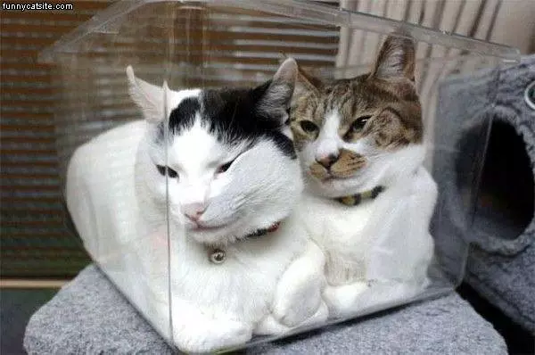 In Da Box