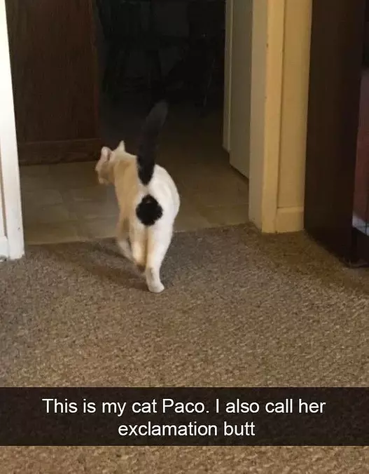 This Is My Cat Plato
