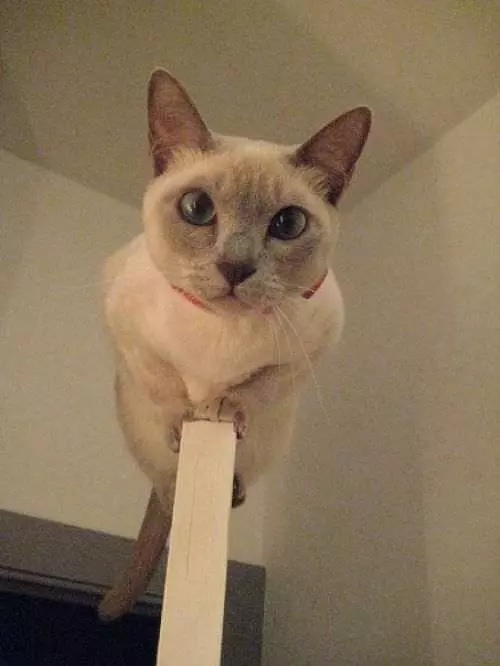 I See You