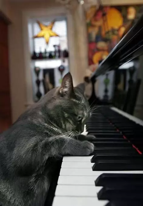 The Piano Cat
