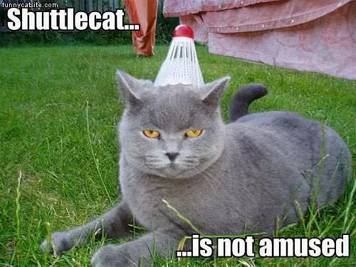 Shuttle Cat