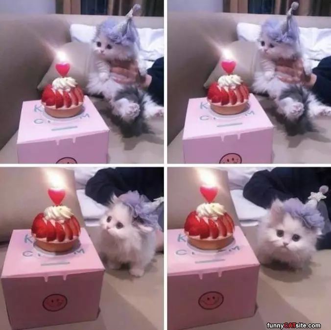 Got A Nice Cake