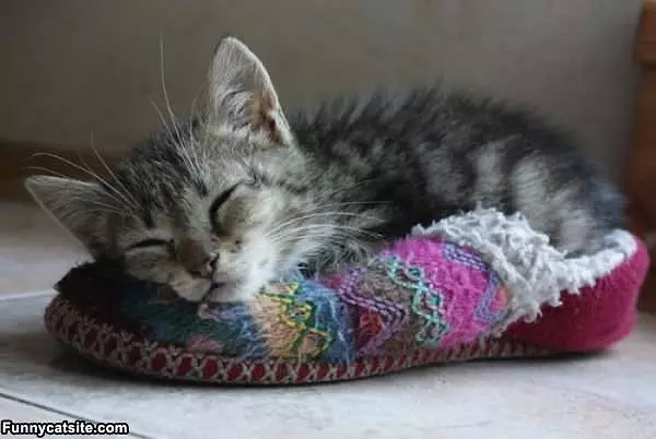 Slipper Kitty