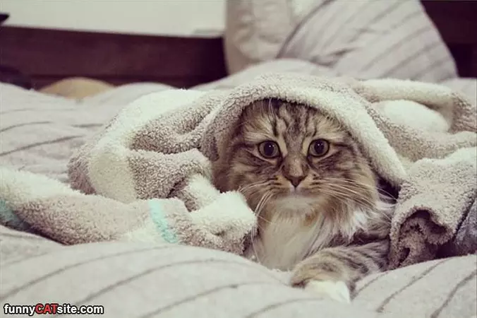 I Am Comfy Now