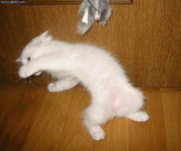White Boxing Cat