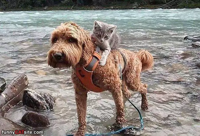 I Will Be Your Guide